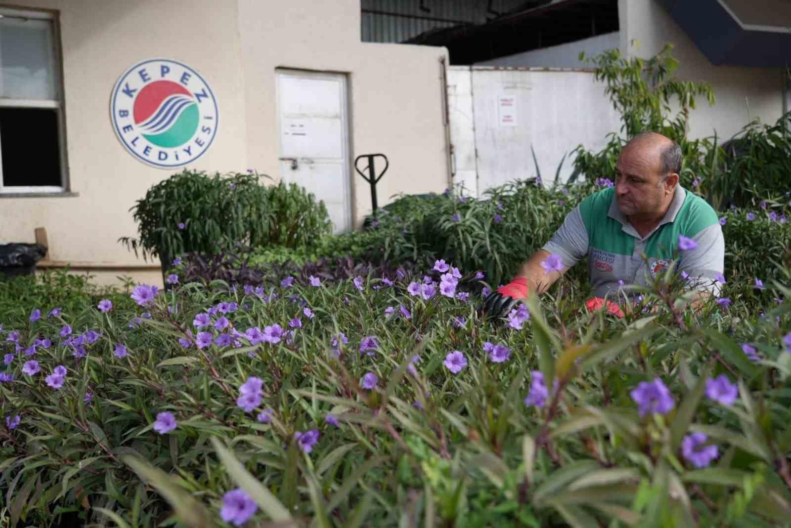 Antalya’nın dört bir yanı Kepez’de yetiştirilen çiçeklerle renkleniyor