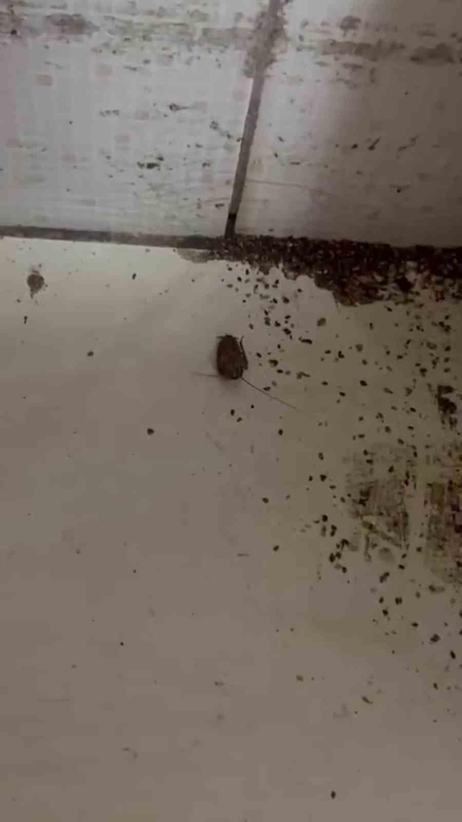 Hamam böceği ve sigara izmaritinden geçilmeyen fırında mide bulandıran görüntüler