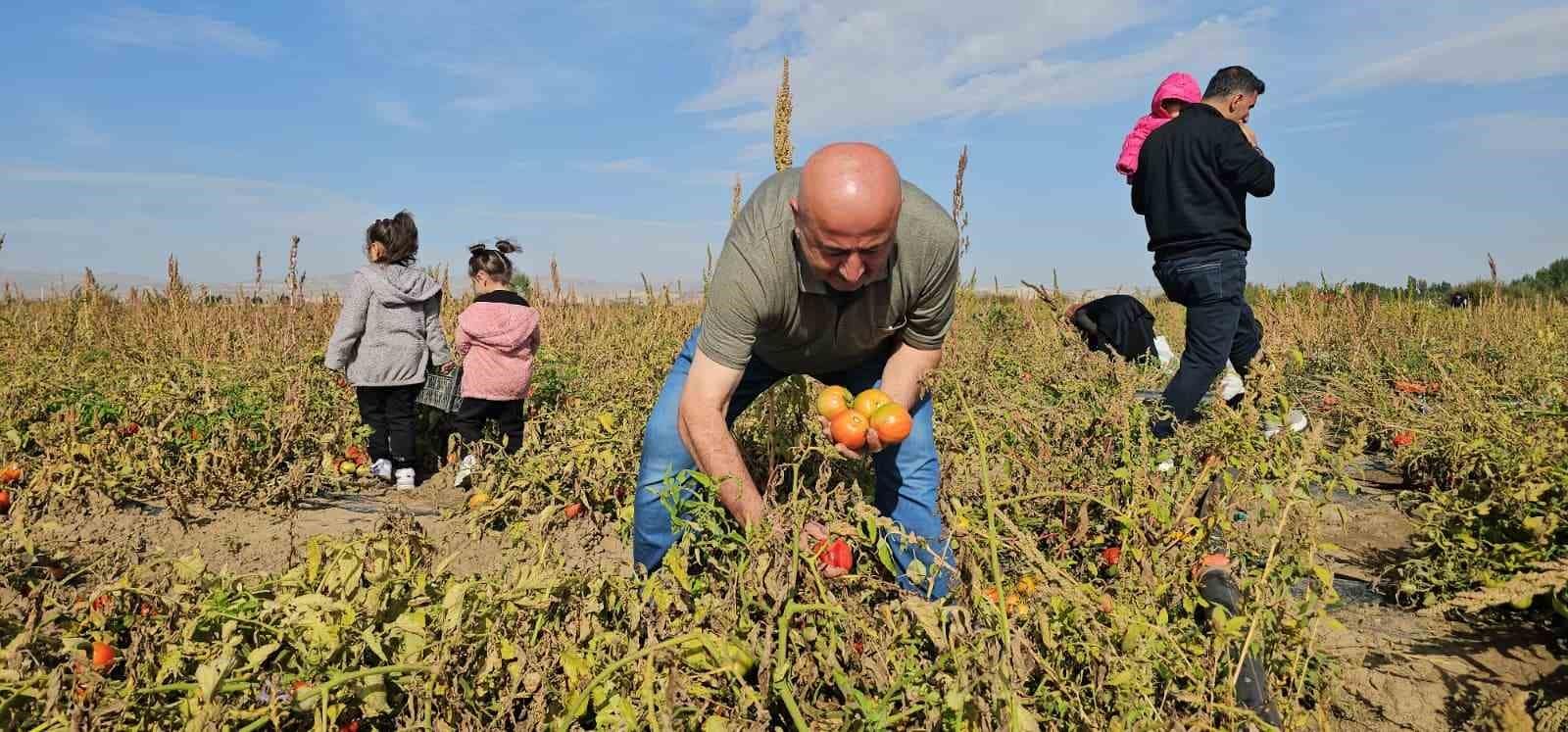 Hasköy’de vatandaşlar sebzelerini dalından kendileri topluyor