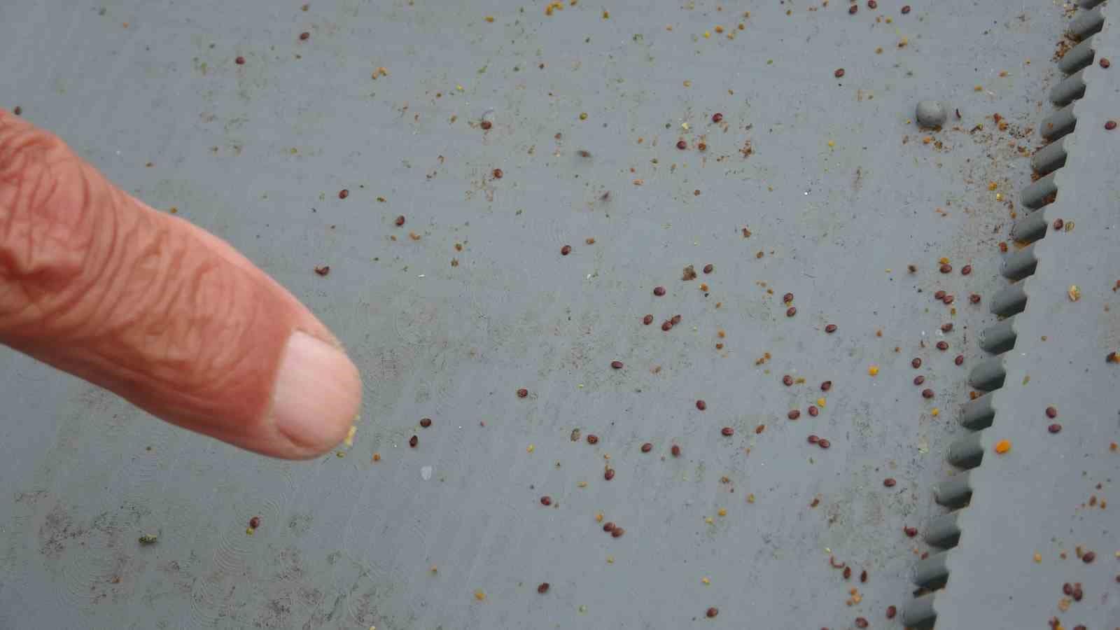 Arılı kovanların ilkbahara sağlıklı çıkması için varroa mücadelesi büyük önem taşıyor