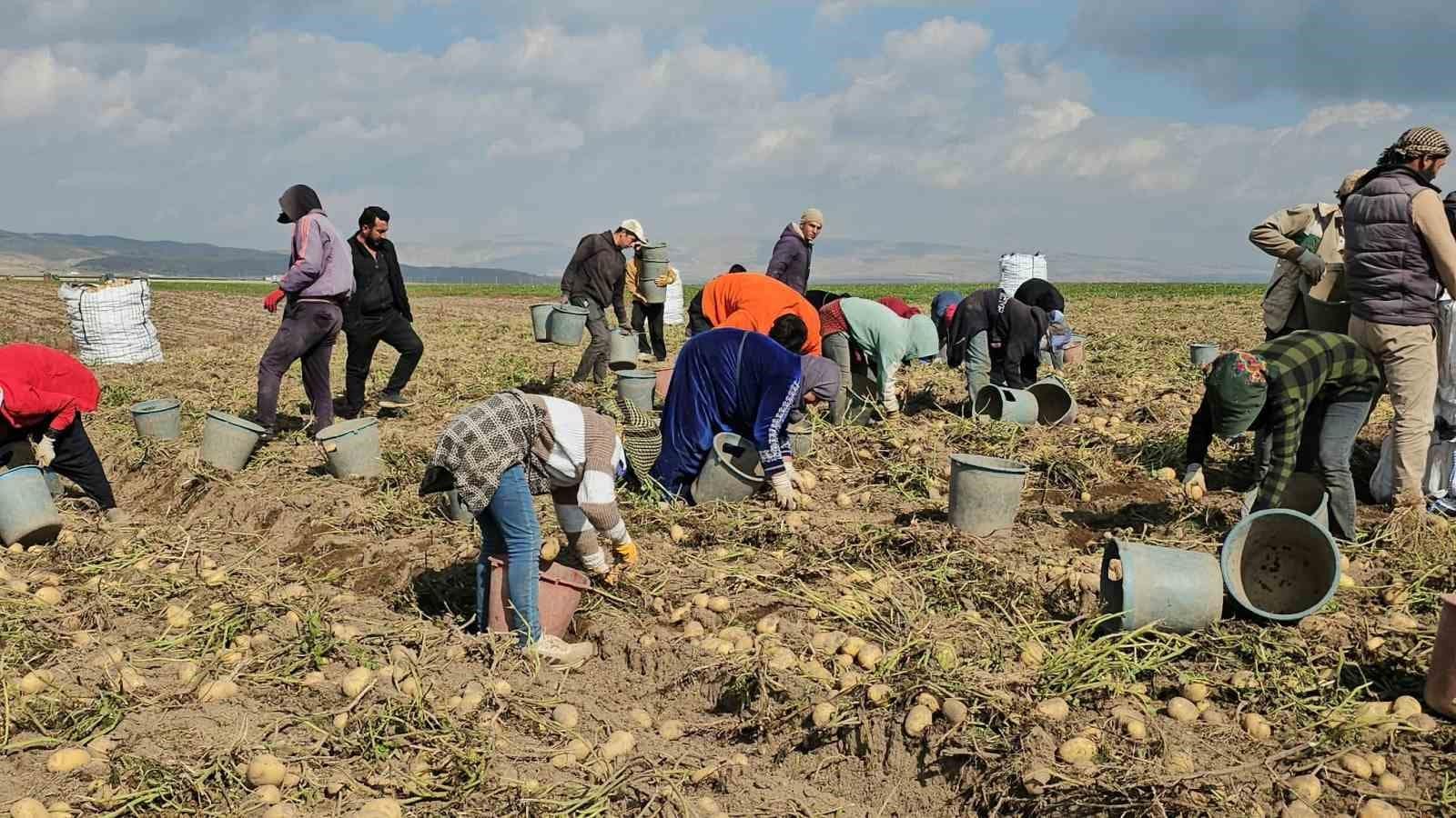 Adilcevaz’da patates tarlalarında ekmek mücadelesi: Mevsimlik işçilerin zorlu mesaisi