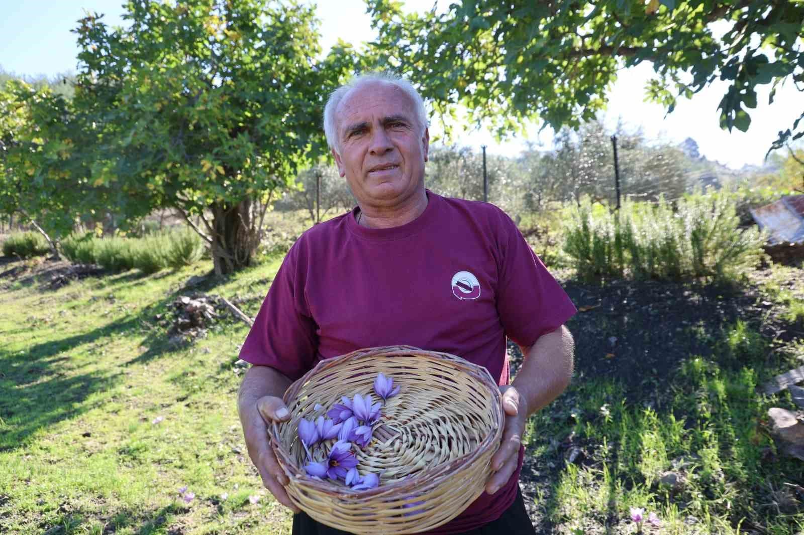 Adana’da safran hasadı başladı: Gramı 900 TL