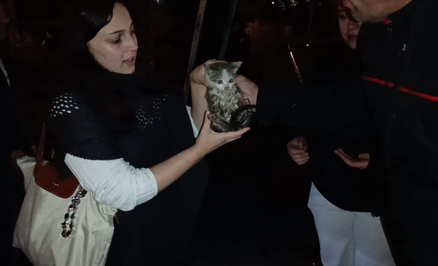 Harşit Çayı kenarında mahsur kalan yavru kediyi itfaiye ekipleri kurtardı
