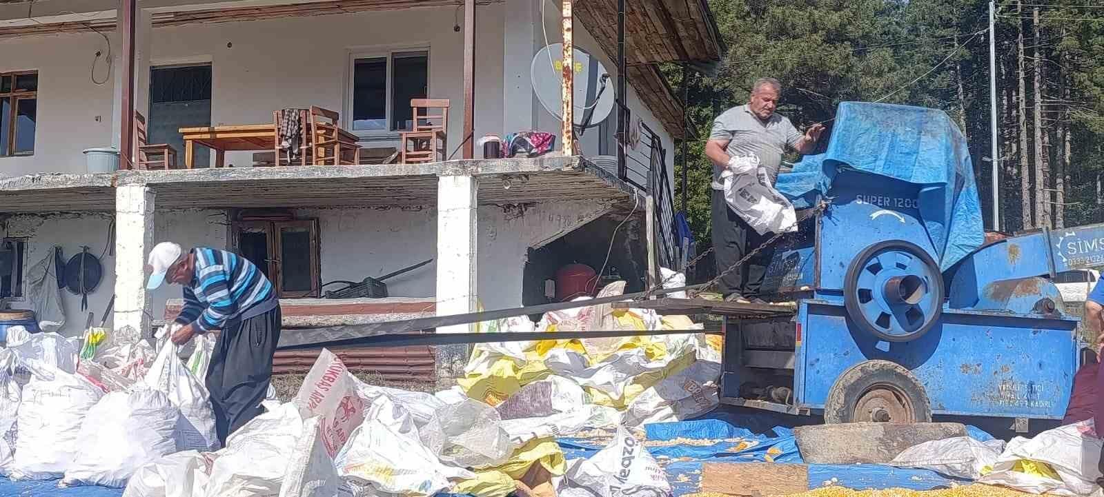 Andırın’da yerli mısır hasadı, Patosta çekilen mahsul güneşte kurutuluyor